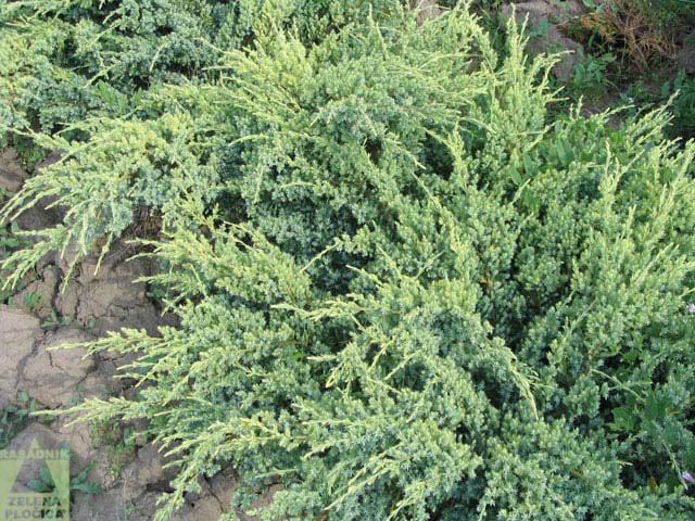  Polegla kleka Juniperus squamata 'Blue Swede'